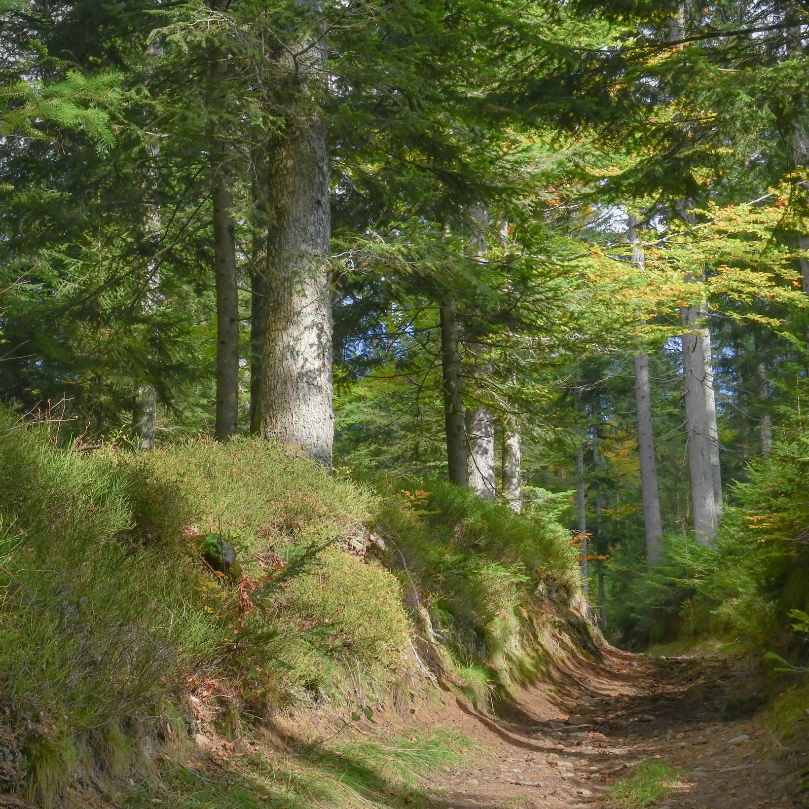 Waldweg