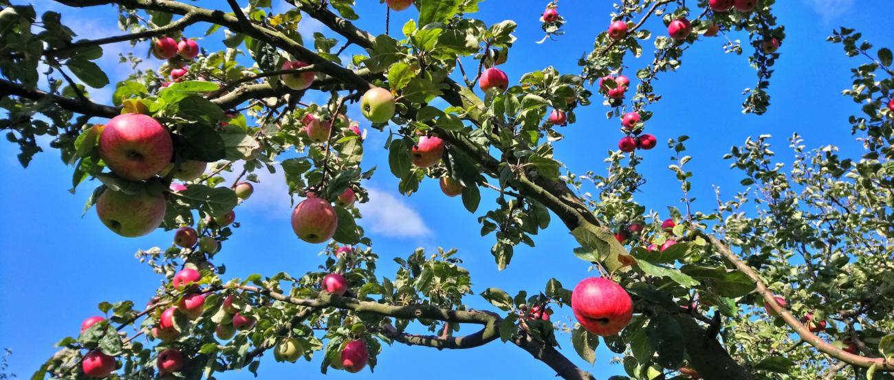 Äste eines Apfelbaums mit reifen roten Äpfeln vor blauem Himmel